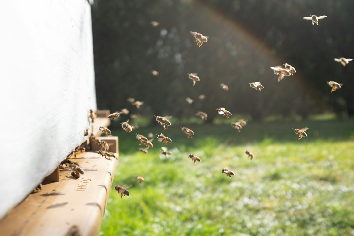 Beekeeping