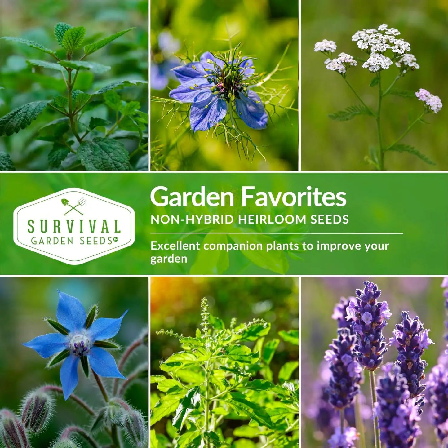 Herbs Collection for Growing Essential Healing Plants